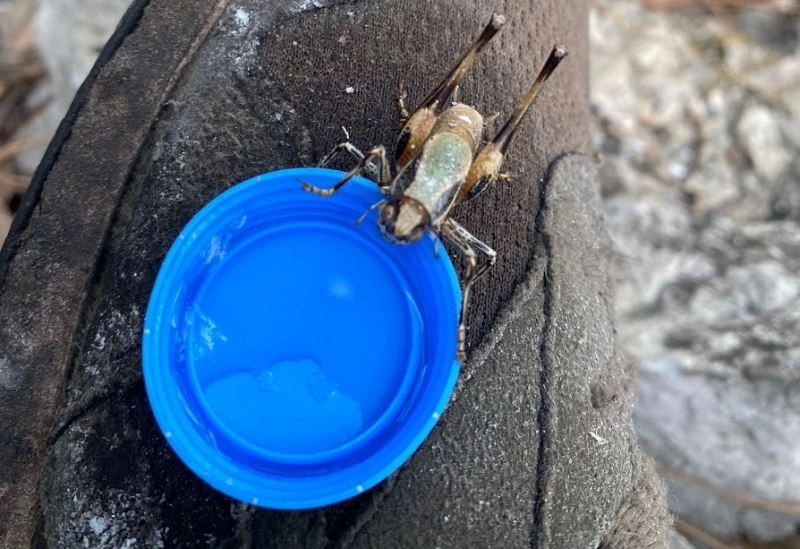 Sütçüler’deki yangında alevler arasından çıkan çekirgeye su içirdi
