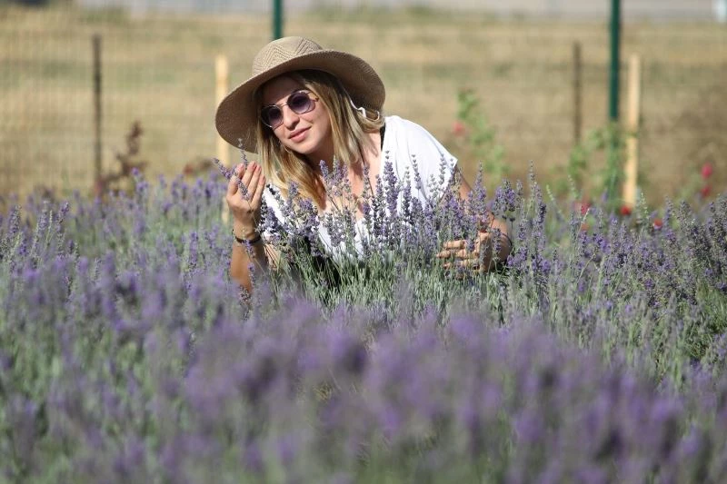 Van Gölü kıyısında tıbbi bitkilerin hasat bayramı
