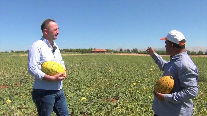 Tavas kavununda hasat zamanı geldi
