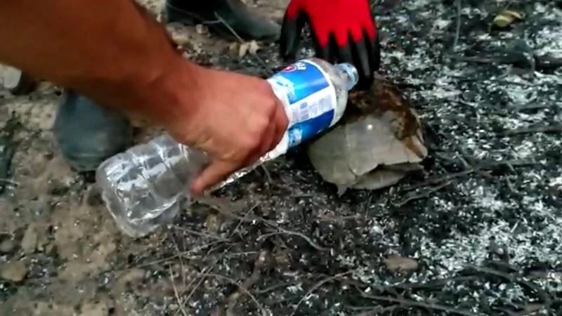 Küllerin arasında kalan kaplumbağaya can oldular
