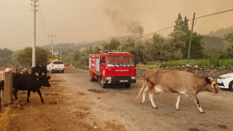 AKUT ve vatandaşlar yangın nedeniyle hayvancılık işletmelerini tahliye ediyor
