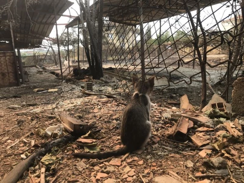 Sokakta yaralı bulup bakımını üstlendiği kedileri yangında kaybetmenin üzüntüsünü yaşıyor