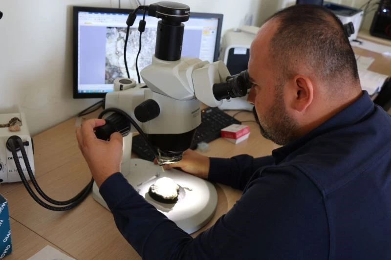 Bugüne kadar hiç rastlanmayan 3 yeni tür bulundu
