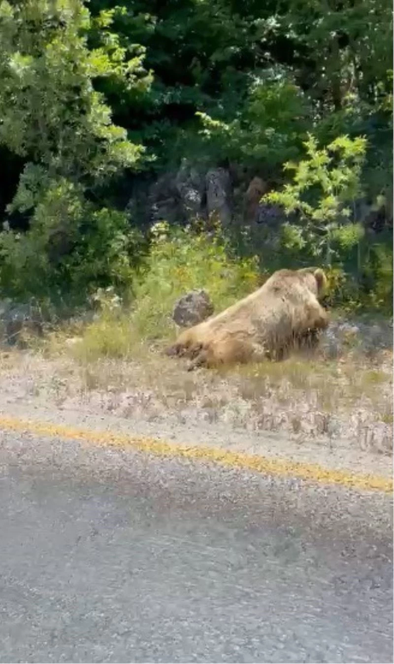 Boz ayıya araç çarptı
