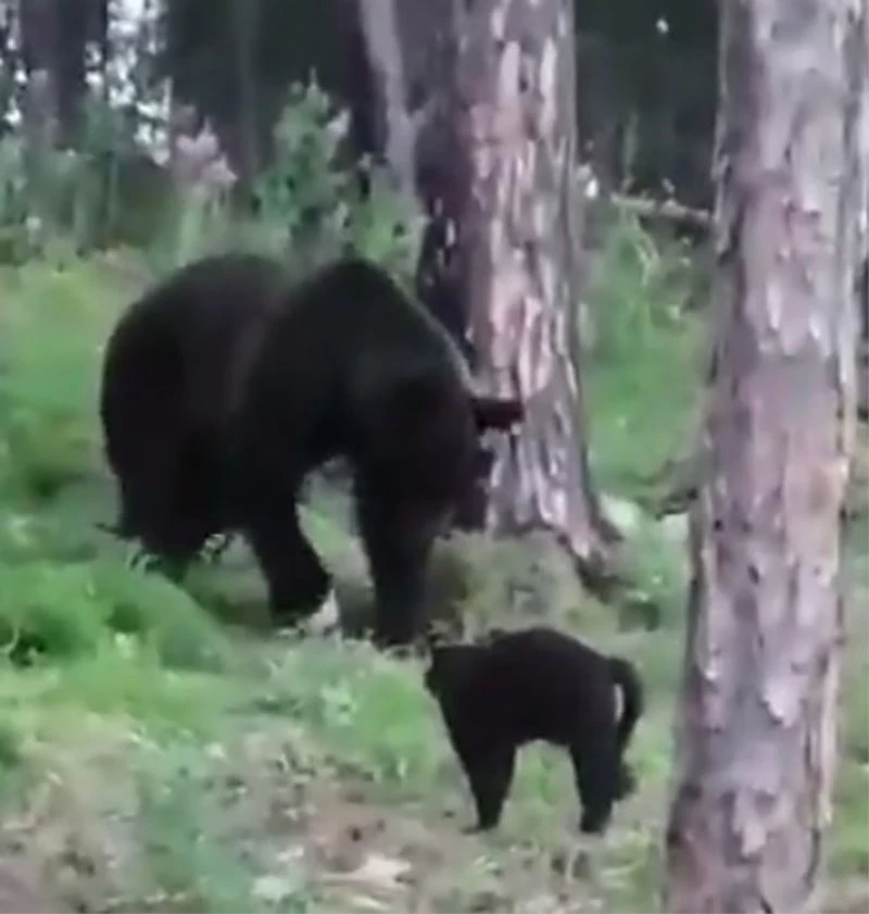 Rusya’da cesur kedi, sahiplerine doğru ilerleyen ayıya geçit vermedi
