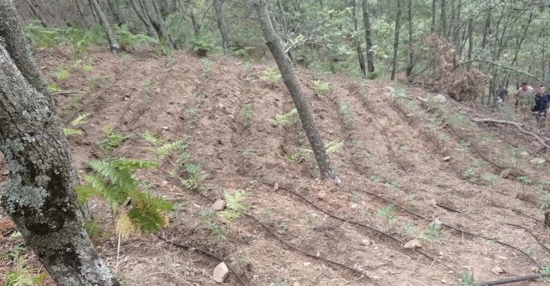 Alaşehir’de bin 211 kök kenevir bitkisi ele geçirildi
