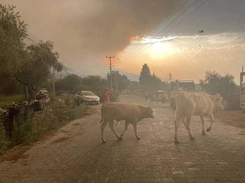 Alevler arasında kalan hayvanların çaresizliği
