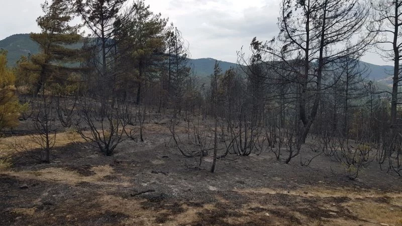 Alevlerin yaktığı ormanda simsiyah görüntüler oluştu
