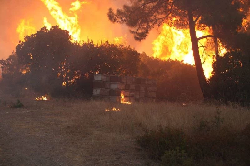 Ormanlarla birlikte milyonlarca arı kolonisi de yandı
