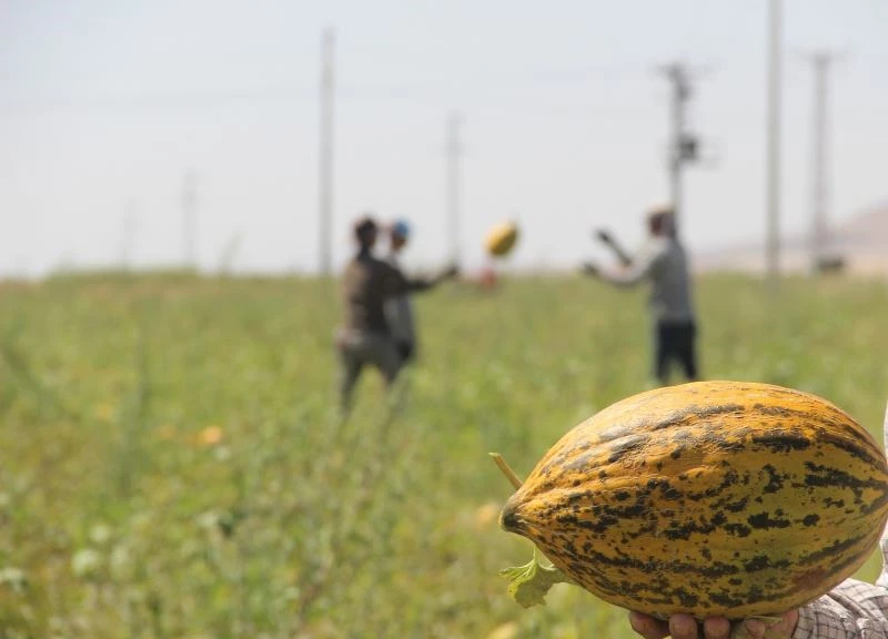 Konya Ovasında kavun hasadı zamanı
