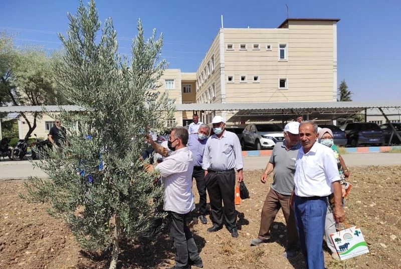 Kilis’te yağlık zeytin verimi arttırılacak
