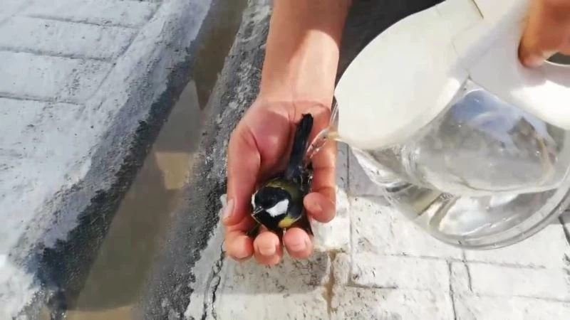 Sıcaktan bayılan kuşu suyla ayılttı
