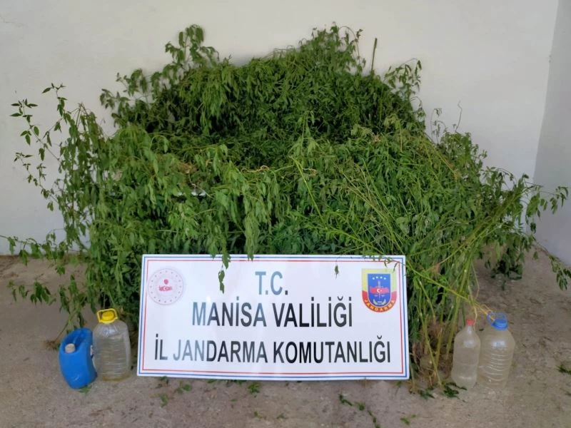 Dere yatağındaki sazlık alanda bin 624 kök kenevir ele geçirildi
