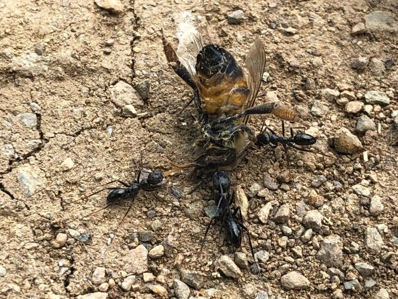 Bal arısı ile 4 karıncanın kavgası kamerada
