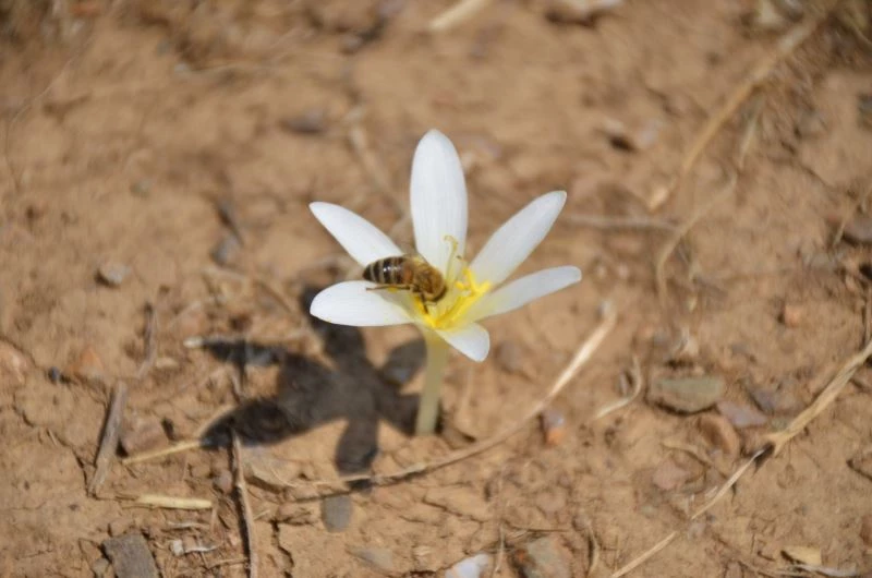 Mevsimin son çiçekleri yeşerdi
