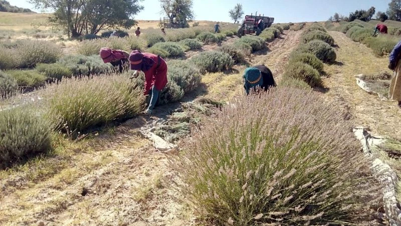 ‘Mor deniz’ lavantada hasat zamanı
