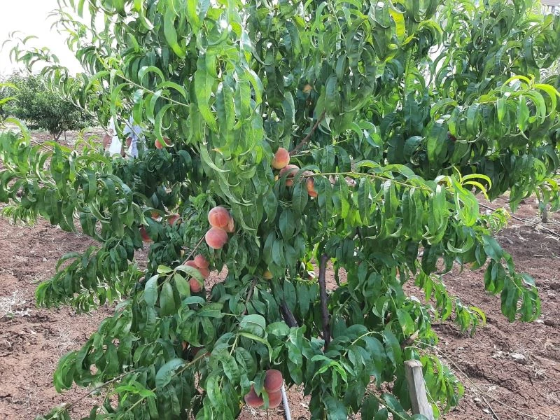 Bağlar’ı özüne kavuşturan doğal görüntüler
