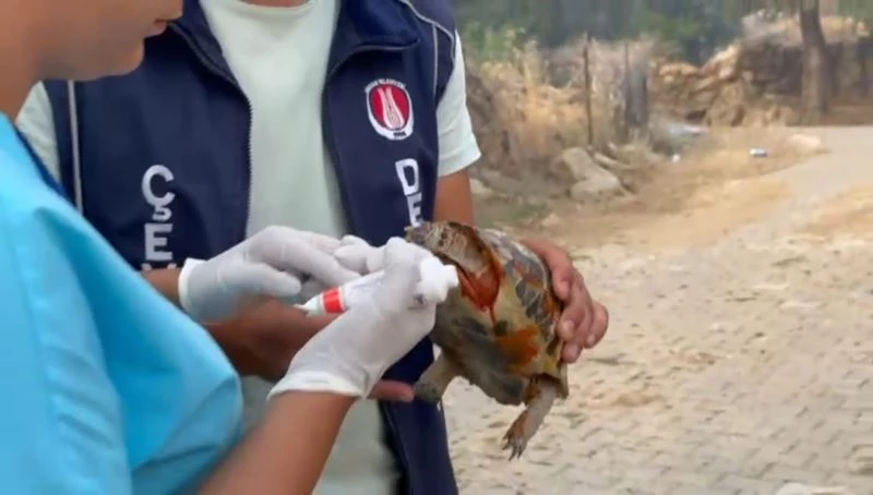Sincan Belediyesi ekipleri yaralı kaplumbağanın hayatını kurtardı
