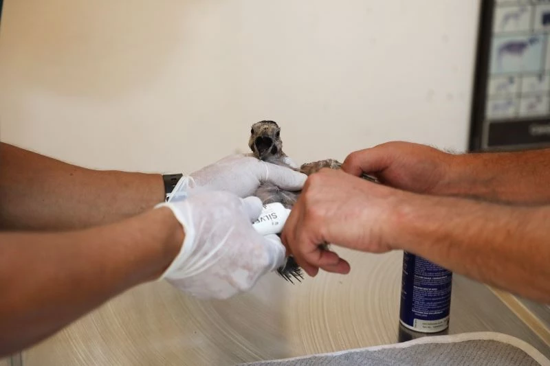 Yangından etkilenen 941 hayvan tedavi, 6 bin hayvan ise muayene edildi
