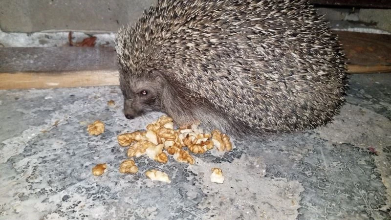 Aç kirpiler karınlarını mesken tuttukları evde bisküvi ve cevizle doyuruyor
