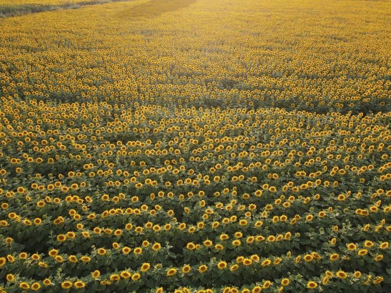 Ayçiçeği tarlalarının mest eden güzelliği
