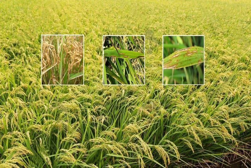 Çeltikte yanıklık hastalığı ile mücadele
