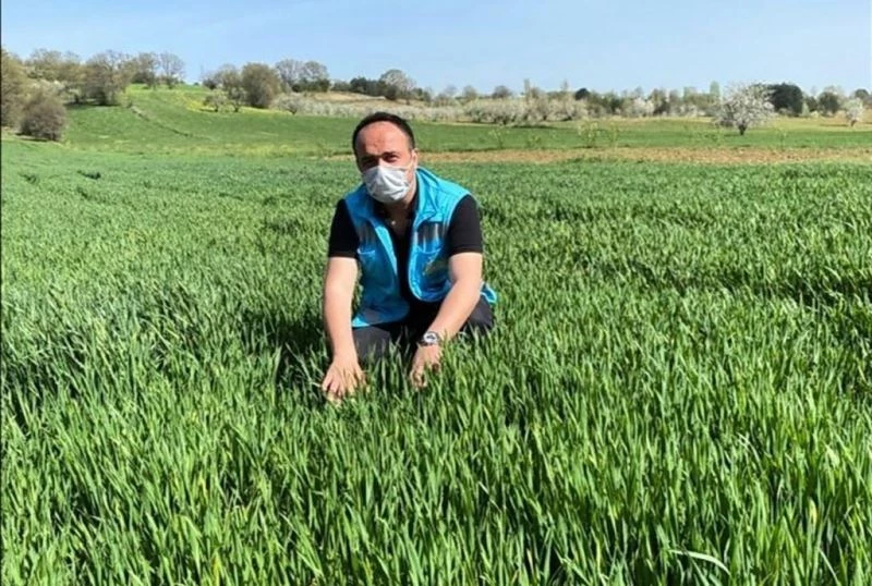 Pazarlar’da yerli buğdayın deneme ekiminden yüksek verim alındı
