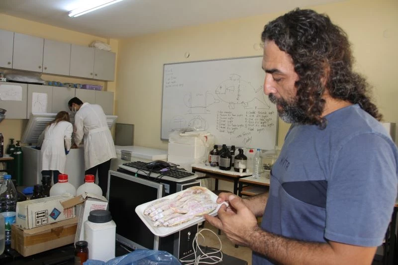 Balıkla gelen tehlike: Ağır metal riski
