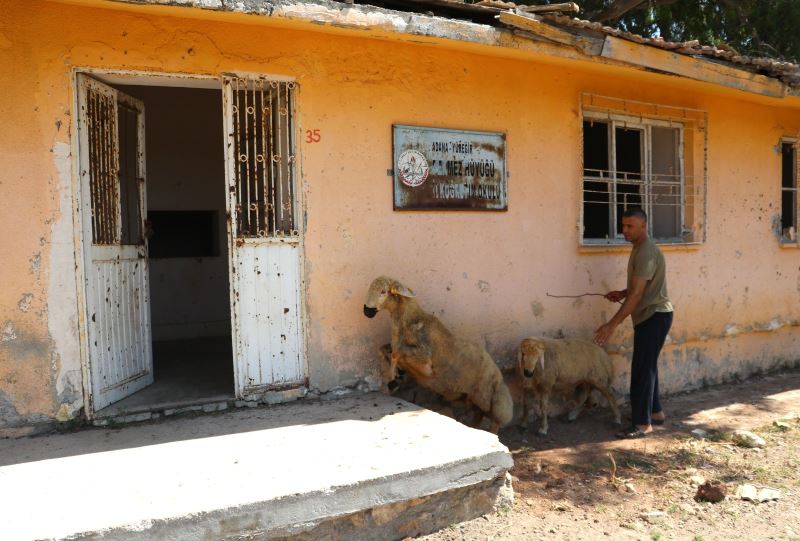 Koyunların otladığı atıl köy okulunu restore edecekler
