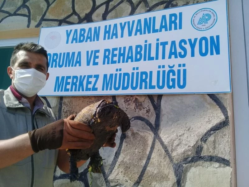 Ziftte bulanmış kaplumbağa temizlenerek doğaya salındı
