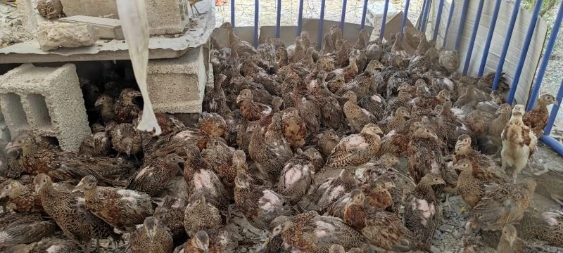 Adıyaman’da 300 sülün doğaya bırakıldı
