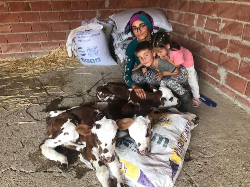 Üçüz doğuran inek veterineri de şaşırttı
