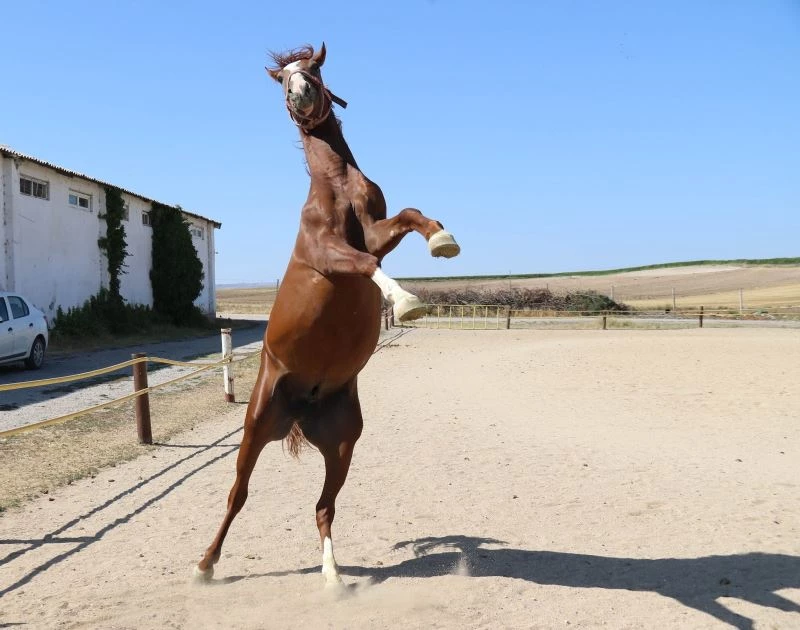 (Özel) Şampiyonun yavrusu yarışlara böyle hazırlanıyor
