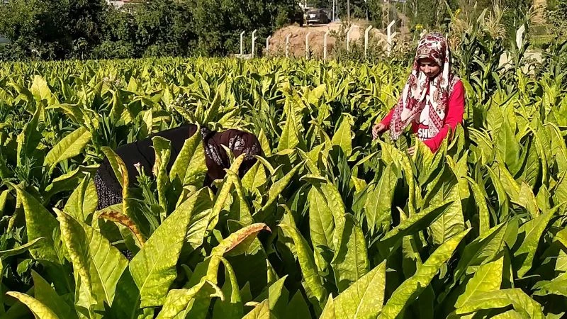 Tütün tarlasından tıp fakültesine
