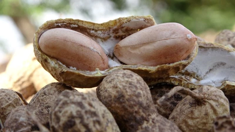 “Coğrafi işaret belgeli” yer fıstığından 63 bin ton rekolte bekleniyor
