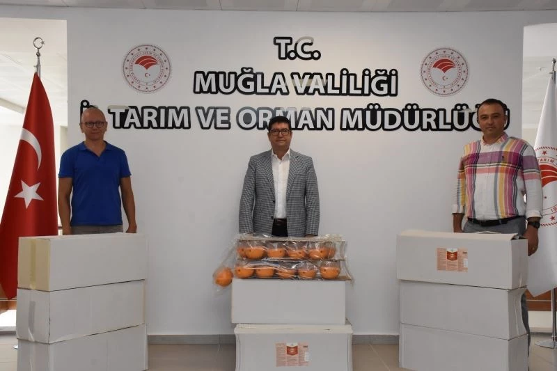 Akdeniz meyve sineği ile mücadele devam ediyor
