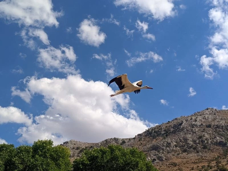 Tedavisi tamamlanan leylek ile karaboyunlu batağan doğaya salındı
