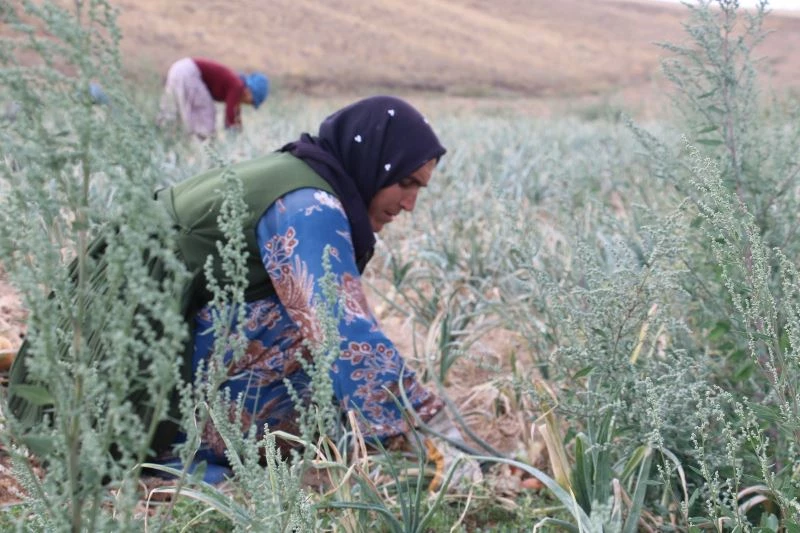 Tarımda çalışanlara su içmeleri tavsiyesi
