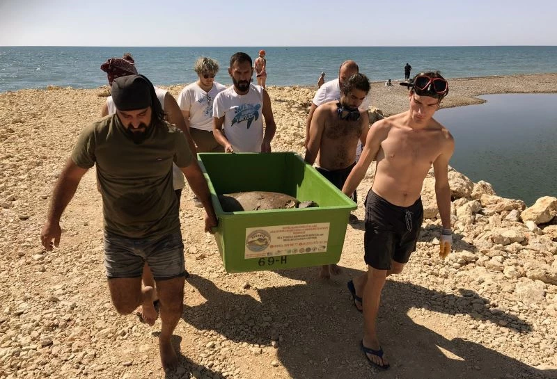 Belek’te kurtarılan Caretta’lar tedaviye alındı
