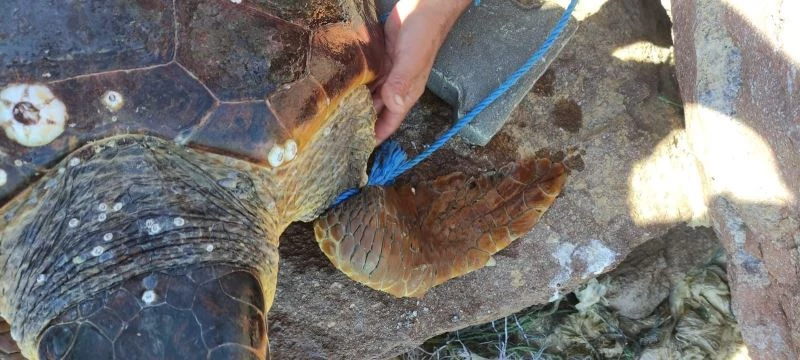 Parke taşı bağlanarak denize atılan Caretta Caretta kurtarıldı
