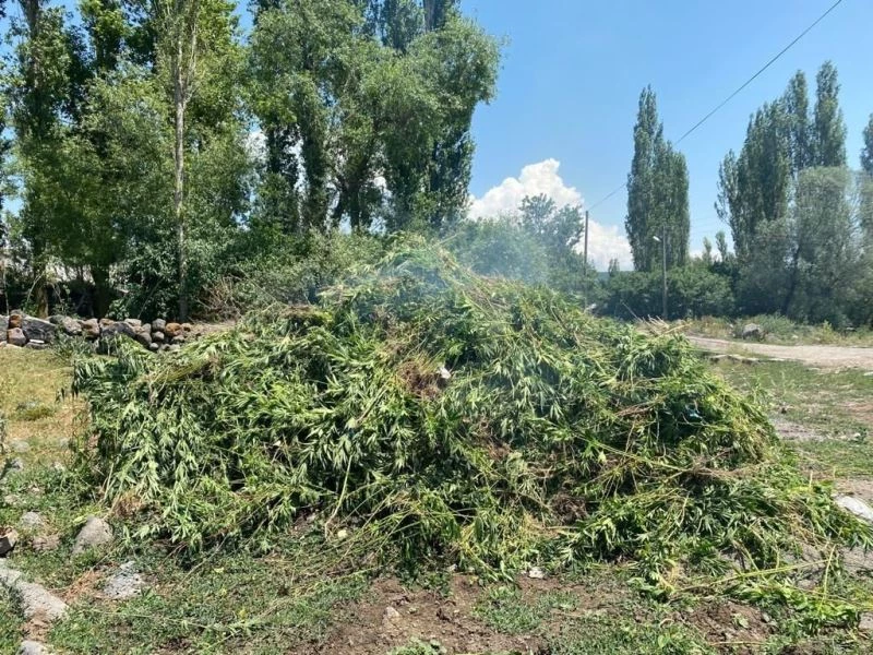 Ardahan’da kendiliğinden yetişen 10 bin kök kenevir bitkisi imha edildi
