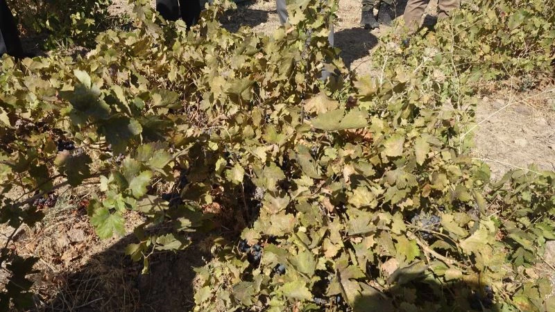 Endemik Erciş üzümünün bağ bozumu yapıldı
