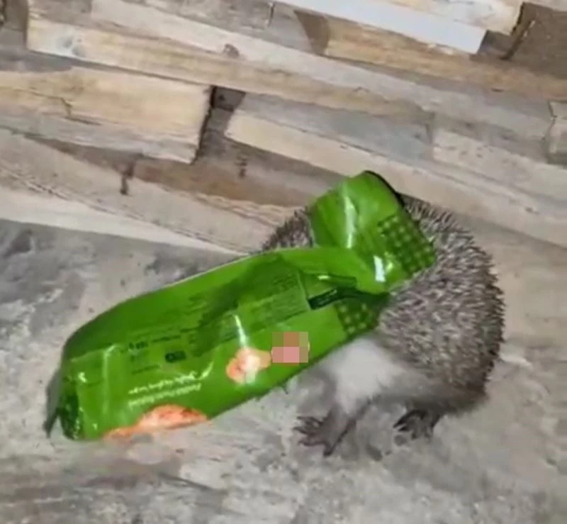 Kafasını ambalaja sıkıştıran kirpiyi duyarlı vatandaş kurtardı
