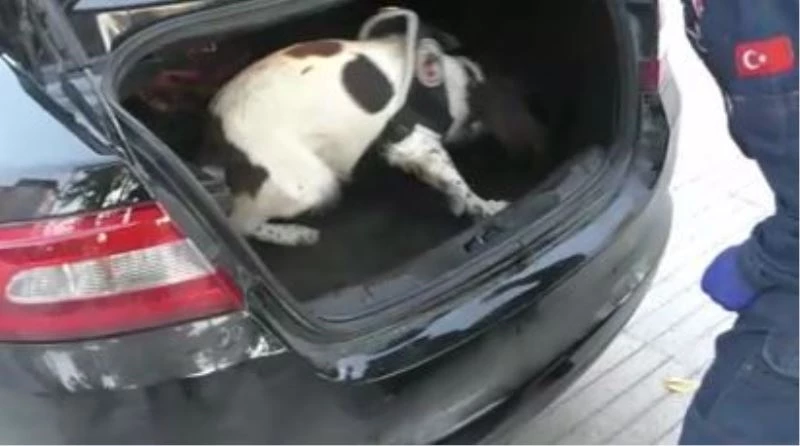 Bagaj halısının altından 700 bin liralık uyuşturucu çıktı
