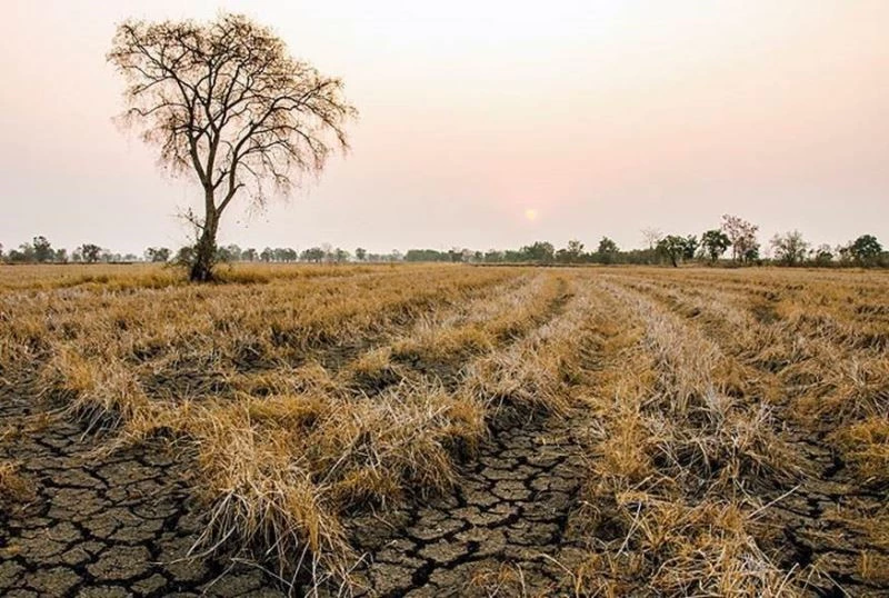 TARSİM’den üreticilere 214 milyon TL kuraklık ödemesi
