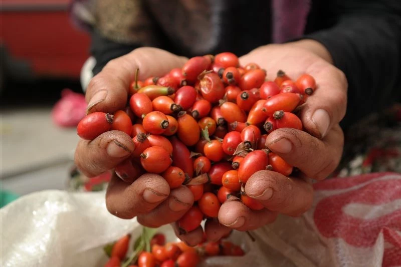 Kıpkırmızı kuşburnu şifa arayanlar için toplandı
