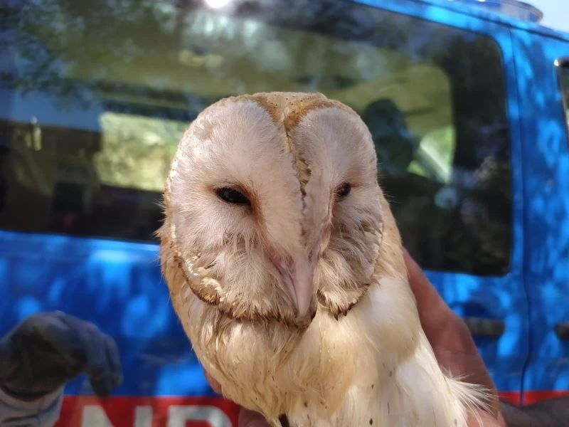 Peçeli baykuş elektrik direğine takıldı
