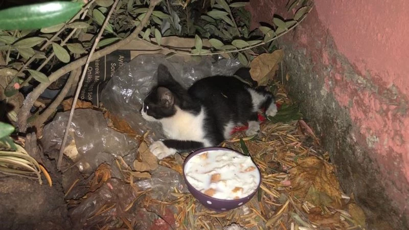 Kahramanmaraş’ta can dosta şefkat eli
