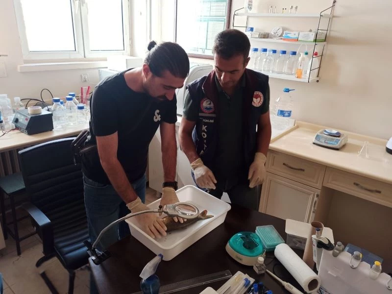 Van’da korkutan balık ölümlerinin nedeni belli oldu
