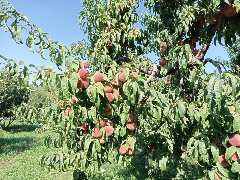 Iğdır şeftalisi sofralar için hasat edilmeye başlandı
